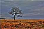 Hoge Veluwe National Park